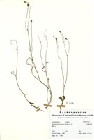 藏品(細葉蘭花參)的圖片